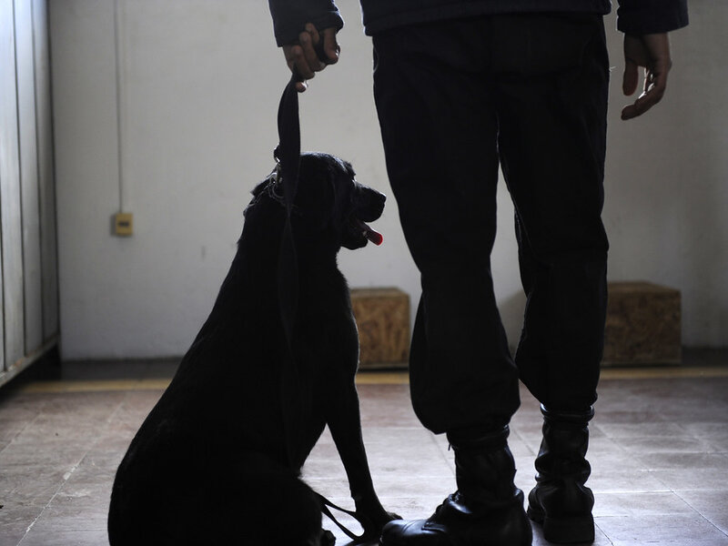 Dealing with Excessive Barking: Training Solutions