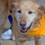 Desensitization Training for Anxious Dogs