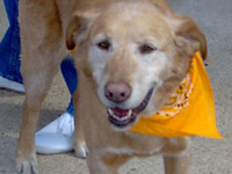 Desensitization Training for Anxious Dogs