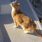 Digestive Health in Dogs: Common Issues and Solutions