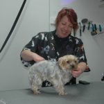 DIY Dog Grooming vs Professional Grooming