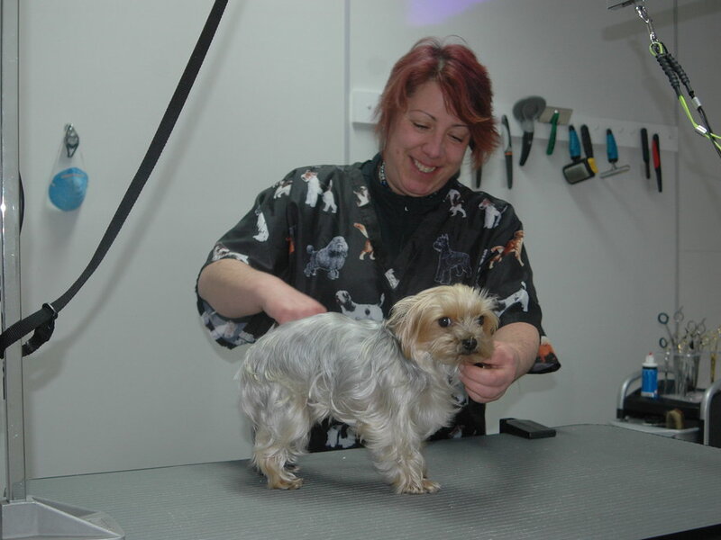 DIY Dog Grooming vs Professional Grooming