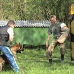 Dog Training and Children: Teaching Both Together
