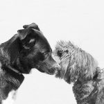 Dog Training Mistakes That Slow Progress