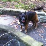 Ear Infections in Dogs: Causes and Prevention