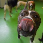 Eco-Friendly Pet Care Practices