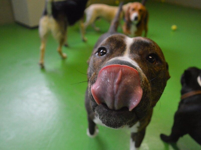 Eco-Friendly Pet Care Practices