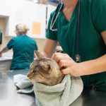 Electrical Safety for Pets: Cords, Outlets, and Appliances