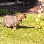Exotic Pet Sitting: What Makes It Different
