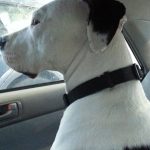 Extended Vacation Pet Sitting: Two Weeks or More