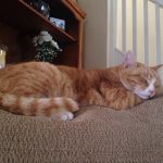 Eye Health in Dogs and Cats: What to Watch For