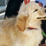 Eye Injuries in Pets: What to Do Before the Vet