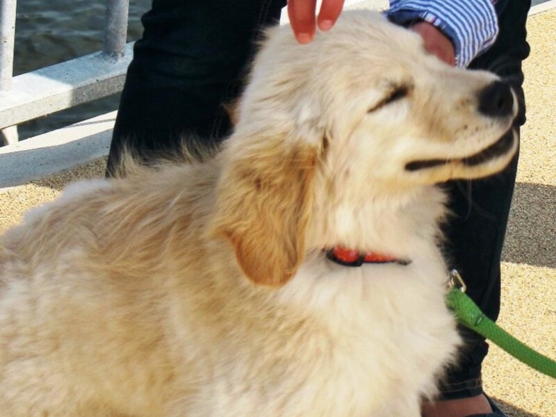 Eye Injuries in Pets: What to Do Before the Vet