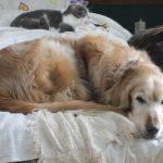 Feeding Senior Dogs: Adjusting Diet with Age