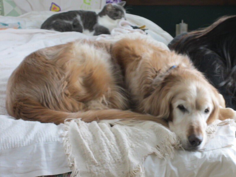 Feeding Senior Dogs: Adjusting Diet with Age