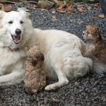 First Vet Visit with Your Puppy: What to Expect