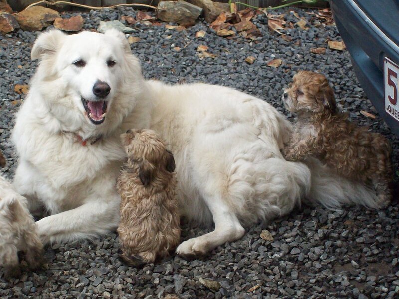 First Vet Visit with Your Puppy: What to Expect First Vet Visit with Your Puppy: What to Expect