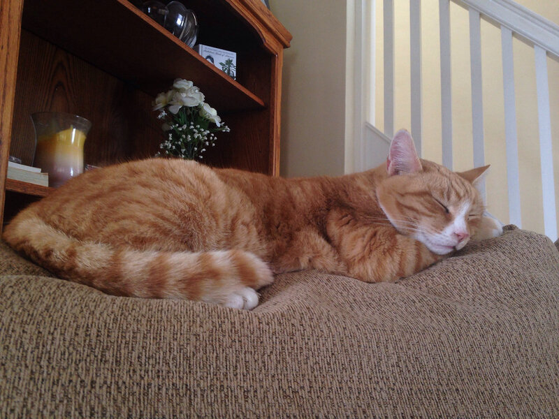 Flea and Tick Prevention: Year-Round in Florida