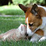 Food Allergies in Dogs: Symptoms and Solutions