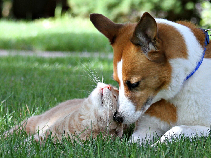 Food Allergies in Dogs: Symptoms and Solutions