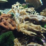Freshwater Aquarium Care: A Beginner Guide