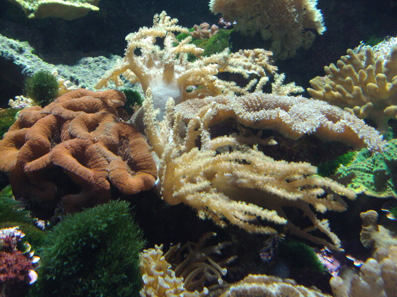 Freshwater Aquarium Care: A Beginner Guide Freshwater Aquarium Care: A Beginner Guide