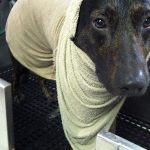 Grooming Anxious Dogs: Tips for a Calm Experience