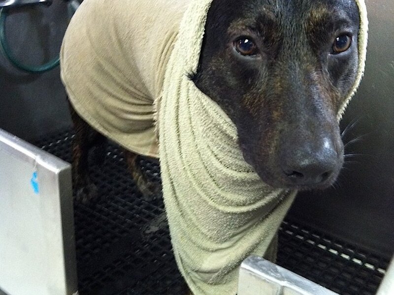 Grooming Anxious Dogs: Tips for a Calm Experience Grooming Anxious Dogs: Tips for a Calm Experience