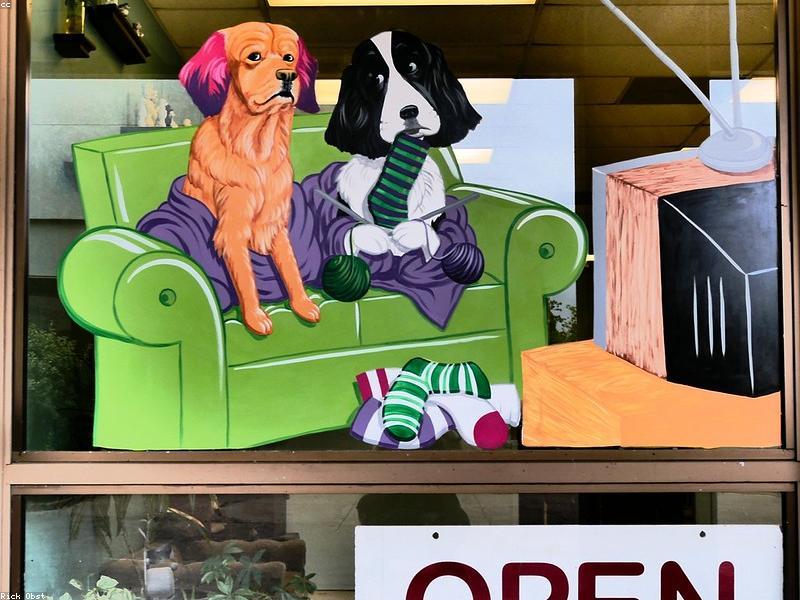 Grooming Double-Coated Breeds: Do Not Shave Them