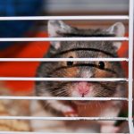 Guinea Pig Care: Everything You Need to Know
