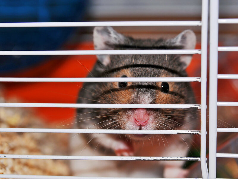 Guinea Pig Care: Everything You Need to Know