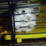 Hamster Care Guide: Setting Up the Perfect Habitat