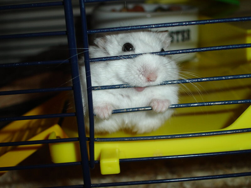 Hamster Care Guide: Setting Up the Perfect Habitat Hamster Care Guide: Setting Up the Perfect Habitat