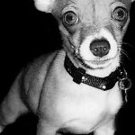 Heartworm Prevention: Essential in Southwest Florida