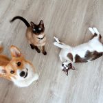 Heatstroke in Dogs: Emergency Signs and Treatment