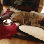 Helping Your Dog Cope with Owner Absence