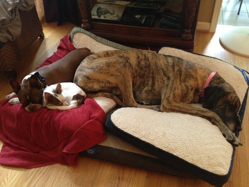 Helping Your Dog Cope with Owner Absence