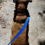 Hiking with Your Dog in South Florida