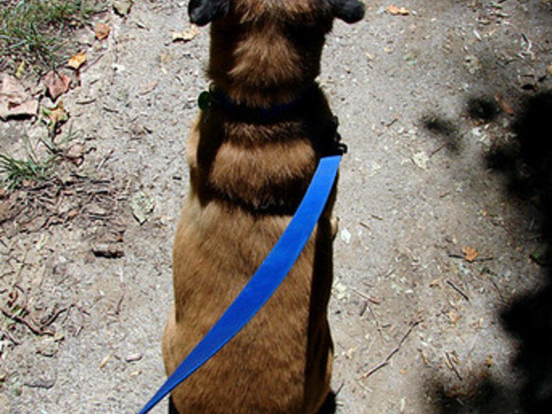 Hiking with Your Dog in South Florida