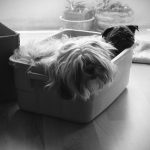 How Changes in Routine Trigger Pet Anxiety