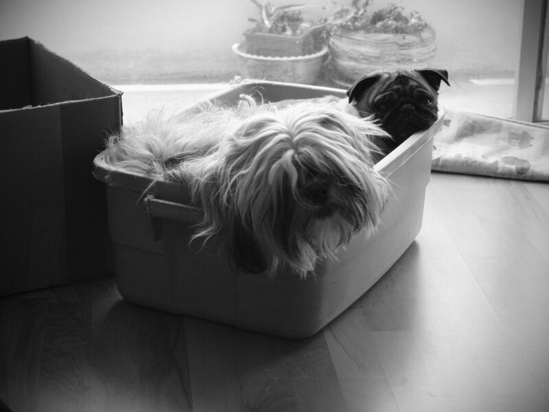 How Changes in Routine Trigger Pet Anxiety