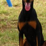 How Consistency Is the Key to Dog Training Success