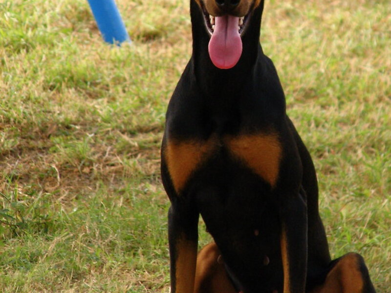 How Consistency Is the Key to Dog Training Success