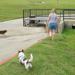 How Exercise Reduces Anxiety in Dogs