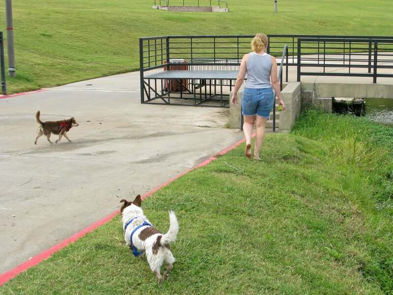 How Exercise Reduces Anxiety in Dogs How Exercise Reduces Anxiety in Dogs