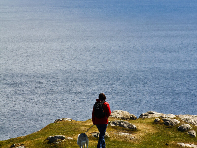 How Regular Exercise Improves Pet Wellness
