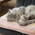 How to Acclimate Your Pet to a Travel Crate