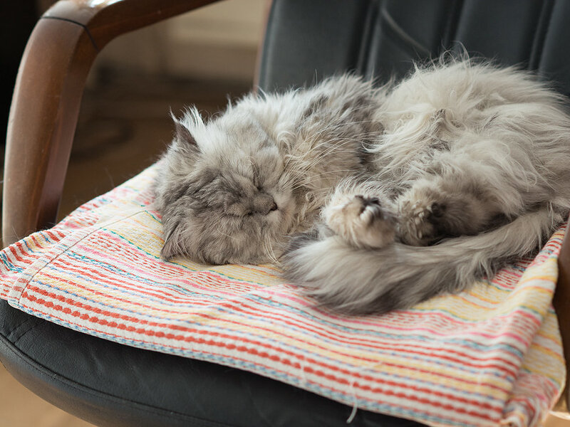 How to Acclimate Your Pet to a Travel Crate How to Acclimate Your Pet to a Travel Crate