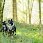 How to Calm Your Dog During Thunderstorms