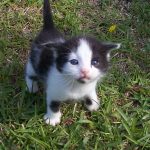 How to Introduce a New Cat to Your Household